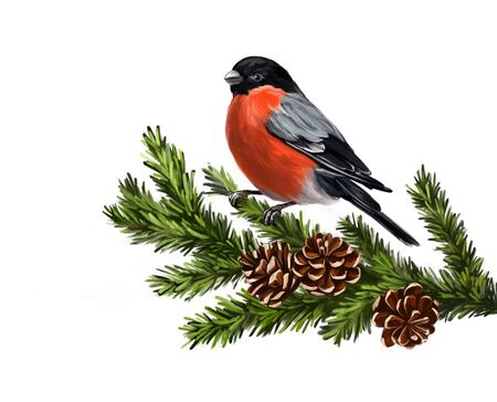 bird bullfinch on a branch, art illustration painted with watercolors isolated on white backgroundの写真素材