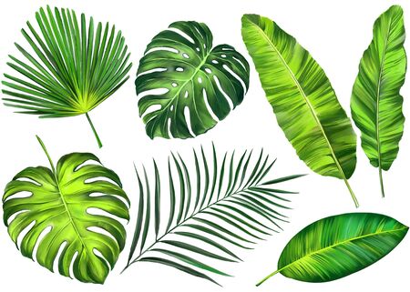 Tropical leaves, Jungle botanical floral elements. Palm leaves, art illustration painted with watercolors isolated on white backgroundの写真素材