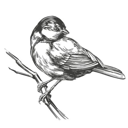 bird titmouse on a branch, hand drawn vector illustration realistic sketch isolated on white backgroundのイラスト素材