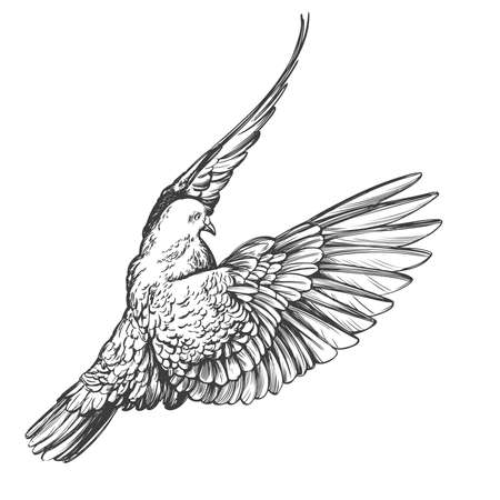 dove bird is a symbol of peace and purity hand drawn vector illustration realistic sketchのイラスト素材