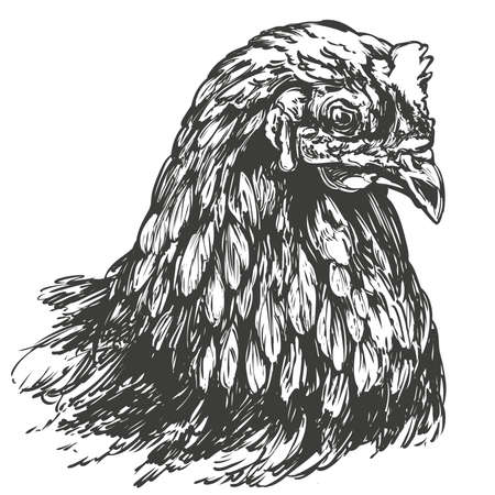 chicken hand drawn vector illustration realistic sketchのイラスト素材