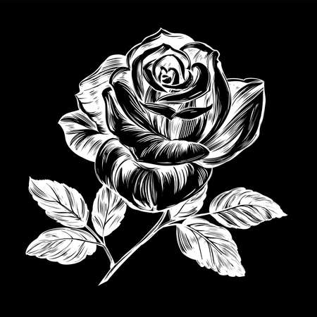 flower rose with leaves, hand drawn vector illustration realistic sketch isolated on black backgroundのイラスト素材