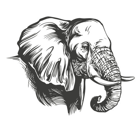 elephant big animal hand drawn vector illustration realistic sketchのイラスト素材