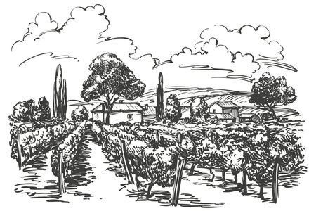 summer landscape, Provence, grape vine, Vineyard, hand drawn vector illustration realistic sketchのイラスト素材