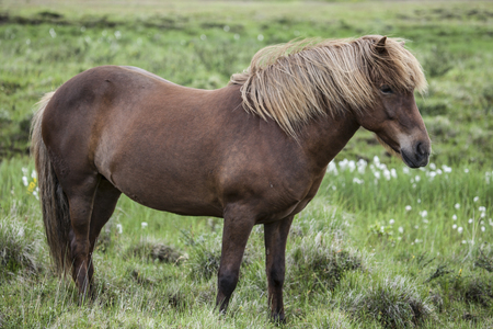 The Icelandic horse is a breed of horse developed in Iceland. Although the horses are small, at times pony-sizedの写真素材
