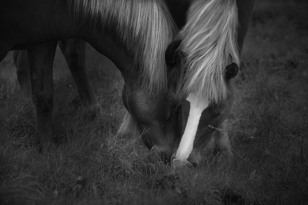 The Icelandic horse is a breed of horse developed in Iceland. Although the horses are small, at times pony-sizedの写真素材