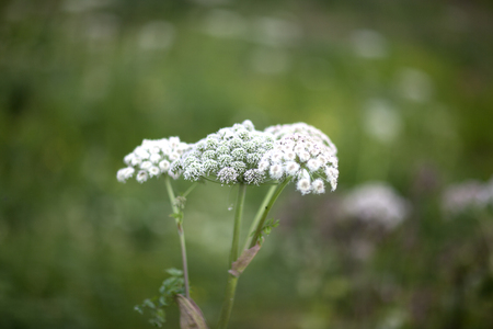 Angelica is a genus of about 60 species of tall biennial and perennial herbs in the family Apiaceae, native to temperate and subarctic regions of the Northern Hemisphereの写真素材