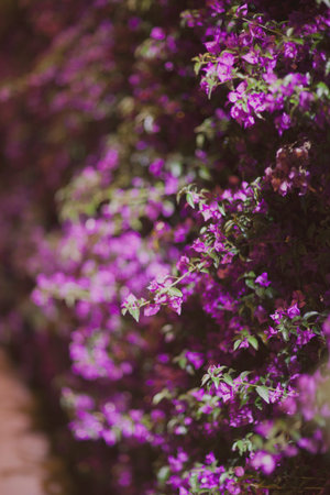 Parc del Centre del Poblenou (in Catalan, Parc del Center del Poblenou) is located in the Sant Mart district of Barcelona, in the Provencals del Poblenou neighborhood.の写真素材