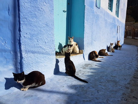 Group of cats basking in the sun in blue city of Chefchaouenの写真素材