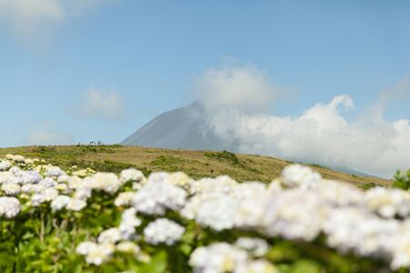 Pico volcano with clouds forming around its peak and hydrangea flowers on a foregroundの写真素材