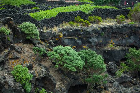 Vineyards made from black volcanic rock at Pico islands and green vegetation.の写真素材