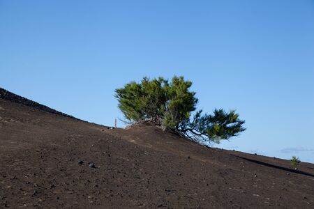 Lonely tree and volcanic landscape, Capelinhos Volcano, Faial Island, Azoresの写真素材