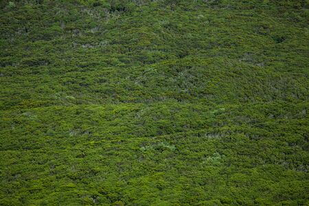 Cabeco do Canto closeup, Faial, Azores, Portugalの写真素材