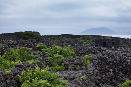 Protected vineyards landscape lajido da ceiacao velha with Ilheus da Madalena on the background , Pico, Azores, Portugalの写真素材