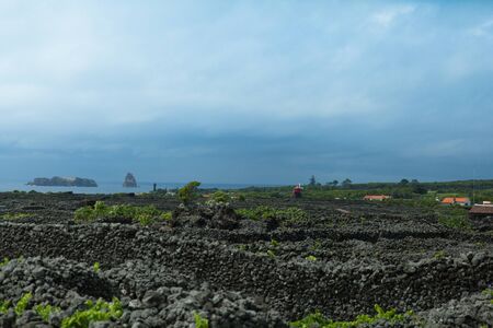 Protected vineyards landscape lajido da ceiacao velha, Pico, Azores, Portugalの写真素材