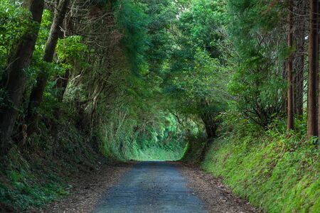 Typical road on Faial Island, Azores, Portugalの写真素材