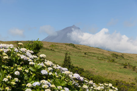 Pico volcano with clouds forming around its peak and hydrangea flowers on a foregroundの写真素材