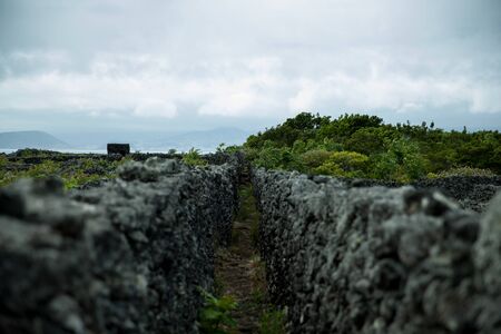 Protected vineyards landscape lajido da ceiacao velha, Pico, Azores, Portugalの写真素材