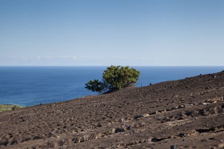 Lonely tree and volcanic landscape, Capelinhos Volcano, Faial Island, Azoresの写真素材