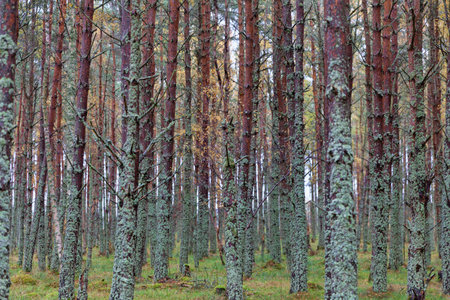 Forest close-up showing pine trees standing close to each other