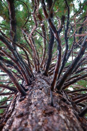 Sequoiadendron giganteum bottom view in Boyana, Sofia, Bulgariaの写真素材