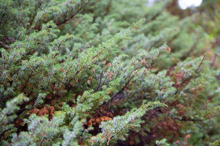 Fur tree diminishing texture