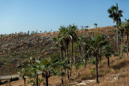Palm tree forest near Manaca Iznaga devastated by drought, Trinidad, Cubaの写真素材
