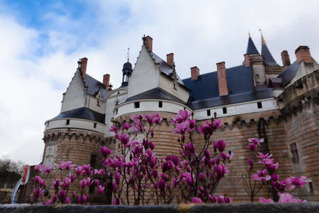 Nantes, France: 22 February 2020: Castle of the Dukes of Brittany surrounded by blossoming flowers of saucer magnoliaのeditorial素材