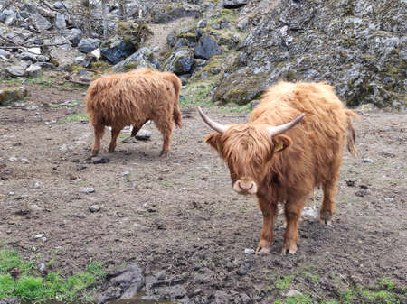 The Highland fluffy cows grazing in Flam, Norwayのeditorial素材