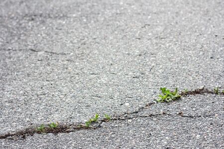 Gray asphalt cracked.Macro closeup on concrete asphalt cracks on the roadのeditorial素材