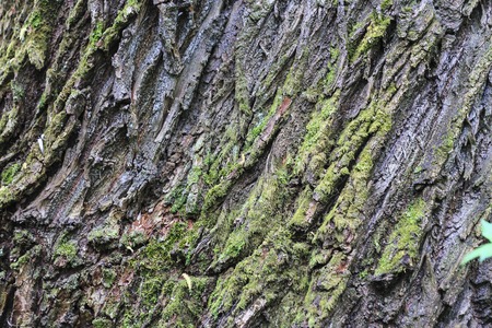 hardwood texture background.Old wood plank texture backgroundの写真素材