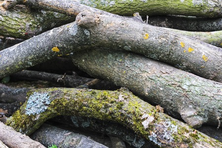 Natural wooden texture.の写真素材