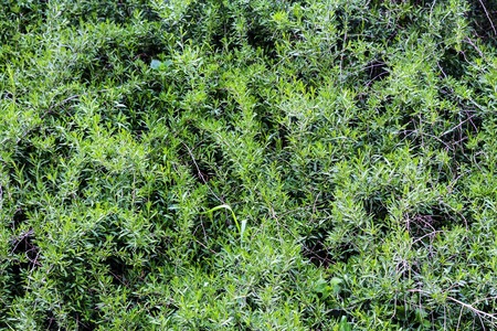 Natural Green grass texture. Perfect Golf or football field background.の写真素材