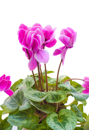 cyclamen pink flowerの写真素材