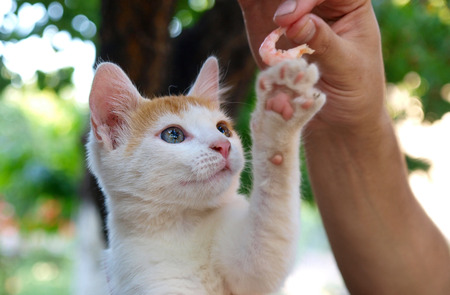 funny catの写真素材