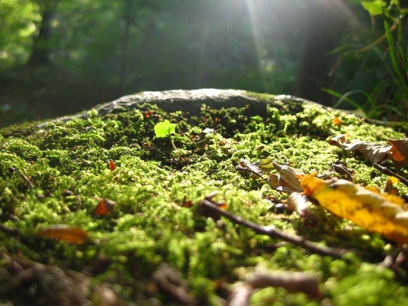 moss forest with patches of grass and the sunの写真素材