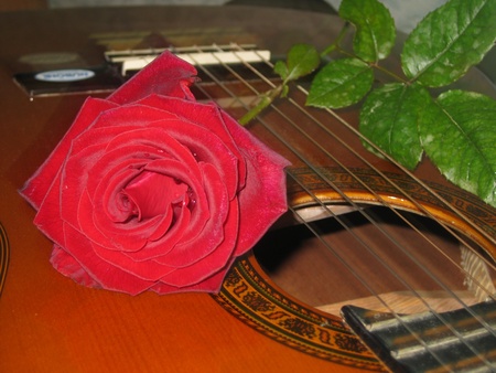 Classical Acoustic Guitar with a red roseの写真素材