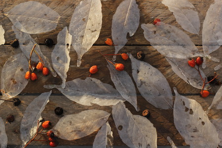 ice leaves and rowanの写真素材