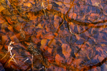 Wilted brown leaves in water. background. minimalism