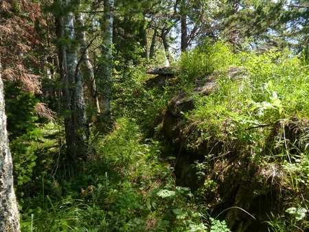 fairy forestのeditorial素材