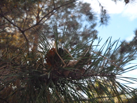 Leaf and needlesのeditorial素材