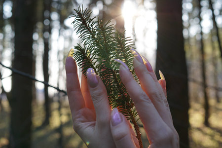 Woman hands with long fingernails holding branch of fir-treeの写真素材