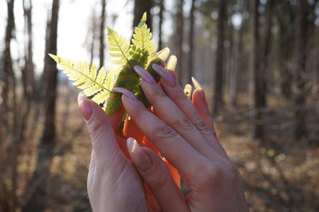 Woman hands with long fingernails holding fernの写真素材