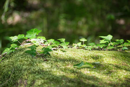 Ivy on a stone overgrown with green mossの写真素材