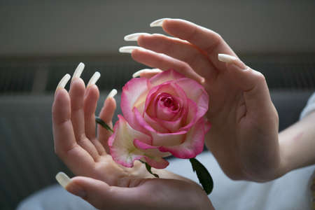 Woman hands with very long natural nails touching rose flowerの写真素材