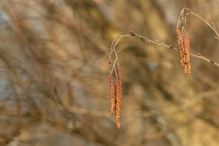 <p>Spring buds on a branch, against a blurred background. Orange, nature, tree</p>の写真素材