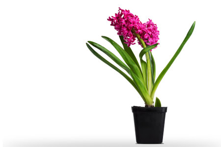 Pink hyacinth flower in a pot, isolated white background. Flowers, nature, plantの写真素材