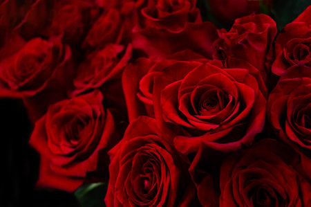 Close-up of dark red roses on a dark blurred background. Love, Valentine's Dayの写真素材