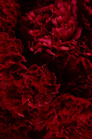 Background with dark red carnation flowers on a black backgroundの写真素材