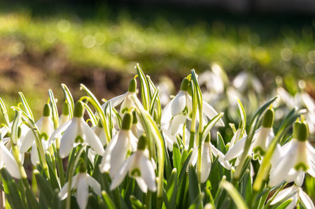 Macro of spring blooming snowdrops on a blurred background. Nature, freshness, loveの写真素材